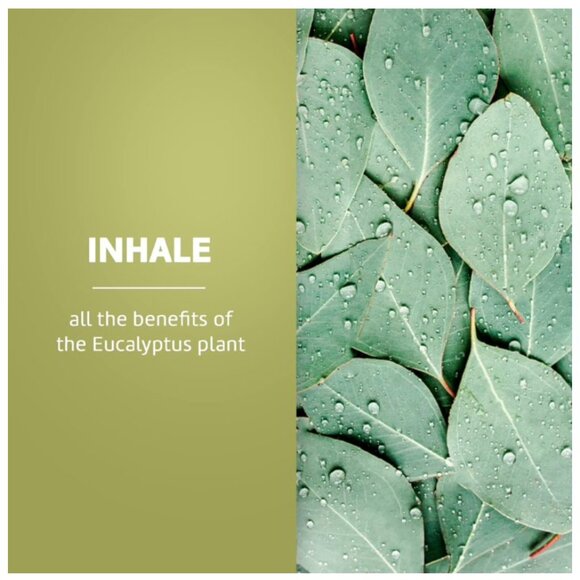 De La Cruz Eucalyptus Essential Oil, 2FL OZ - 59ML - - Picture 7 of 9